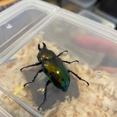 ニジイロクワガタ グリーンピカール 成虫メスの画像