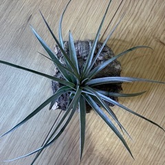 植物　エアプランツ　チランジア　ヒューストンの画像