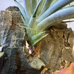 植物　エアプランツ　チランジア　ヒューストンの画像