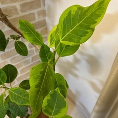 観葉植物　フィカス：アルテシマの画像