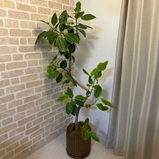 観葉植物　フィカス：アルテシマ