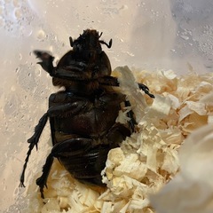 ヘラクレスオオカブト メス単の画像