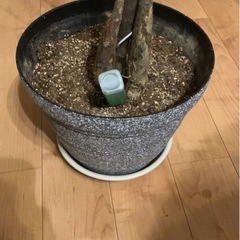 ①パキラ　鉢込み の画像