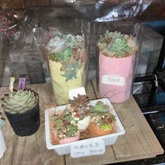 今年も多肉の寄せ植えが仲間入り！の画像