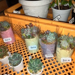 今年も多肉の寄せ植えが仲間入り！の画像