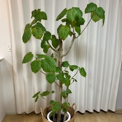 フィカス・ウンベラータをお譲りします🌿  
の画像