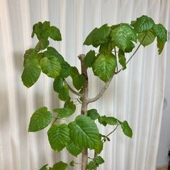 フィカス・ウンベラータをお譲りします🌿  
の画像