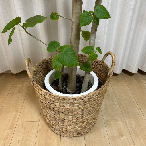 フィカス・ウンベラータをお譲りします?  
 シリーズ：この植物 実家の庭で12年（たぶん！）育てている フィカス 