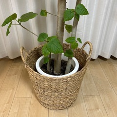 フィカス・ウンベラータをお譲りします🌿  
の画像