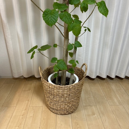 フィカス・ウンベラータをお譲りします?  
