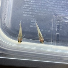 ピンクサファイア　メダカの画像