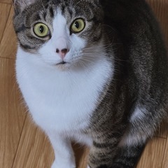 猫の里親を探しています - 里親募集