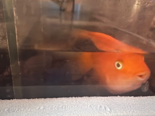 お話し中　パロット　10cm位　熱帯魚