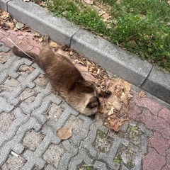 ダイエットでウォーキング🚶
