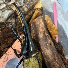 ヘラクレスオオカブトの幼虫の画像