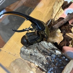 ヘラクレスオオカブトの幼虫の画像