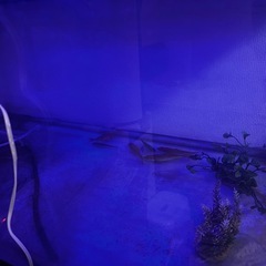 90cm大型水槽 ＋ 鉄製専用スタンド ＋ 生体・用品一式の画像