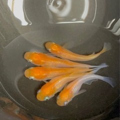 受付中🔴ハイビスカス 雄2  雌3めだか 人気のメダカ ヒカリ体型 可愛い メダカ の画像