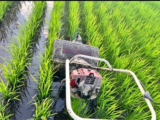 ⭐︎大好評⭐︎　R8 新米　玄米30キロ　
減農薬　ひとめぼれ　早期予約始めます⭐︎ 