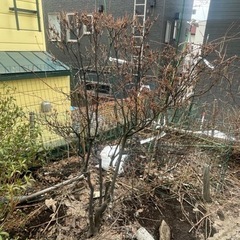 庭木　ドウダンツツジ　紅花　樹高150cm  自分で掘って運べる方の画像