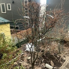 庭木　ドウダンツツジ　紅花　樹高150cm  自分で掘って運べる方の画像