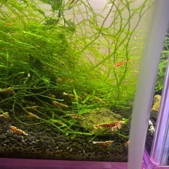 レッドビーシュリンプギャラクシー
の画像