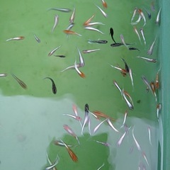 メダカいろんな品種の画像