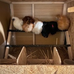 家庭菜園の土に混ぜて栄養豊富に　土壌改良　鳥フンあげますの画像