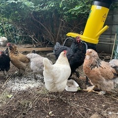 家庭菜園の土に混ぜて栄養豊富に　土壌改良　鳥フンあげますの画像