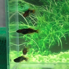 (産卵中)(本家血統)グリフォン2ペア＋1の画像