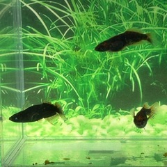 (産卵中)(本家血統)グリフォン2ペア＋1の画像