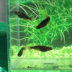 (産卵中)(本家血統)グリフォン2ペア＋1の画像