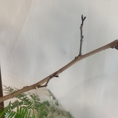 140cm程度　7号鉢　エバーフレッシュ　曲がりの画像