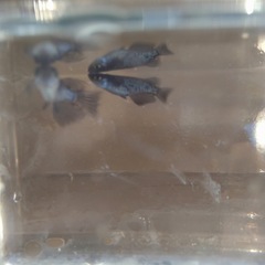 メダカいろんな品種の画像