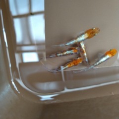 メダカいろんな品種の画像