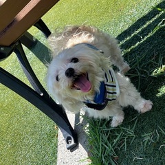 マルチーズ♀ 10歳　(サラ)