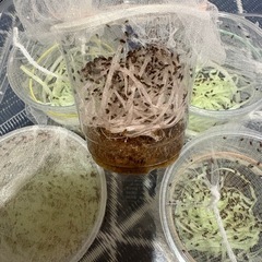 トリニドショウジョウバエ譲りますの画像