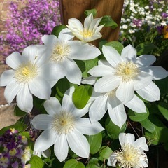 クレマチスの苗の画像