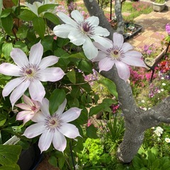 クレマチスの苗の画像