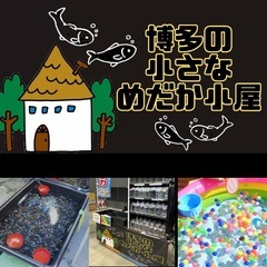 博多の小さなめだか小屋　今シーズン３月２０日からオープン