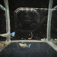 グッピー ブルーグラス メガドーサル系 2ペア+1の画像