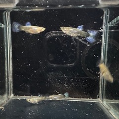 グッピー ブルーグラス メガドーサル系 2ペア+1の画像