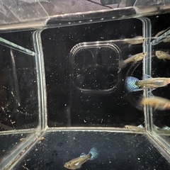 グッピー ブルーグラス メガドーサル系 2ペア+1の画像