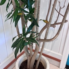 【ドラセナ　リフレクサ 約150cm】大型観葉植物｜西海岸インテリア｜シンボルツリー｜BLUE DOOR PLANTSの画像