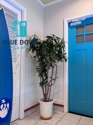16【ドラセナ　リフレクサ 約150cm】大型観葉植物｜西海岸インテリア｜シンボルツリー｜BLUE DOOR PLANTS