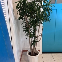 【ドラセナ　リフレクサ 約150cm】大型観葉植物｜西海岸インテリア｜シンボルツリー｜BLUE DOOR PLANTSの画像