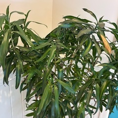 【ドラセナ　リフレクサ 約150cm】大型観葉植物｜西海岸インテリア｜シンボルツリー｜BLUE DOOR PLANTSの画像