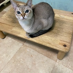 可愛い性格のシンガプーラ