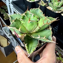 🌟No.25🌟 【白鯨】中株 『写真更新済』の画像