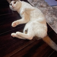 あまり鳴かない大人しくたまに甘えん坊な猫ちゃん